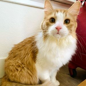 Meet your Posher, Bao